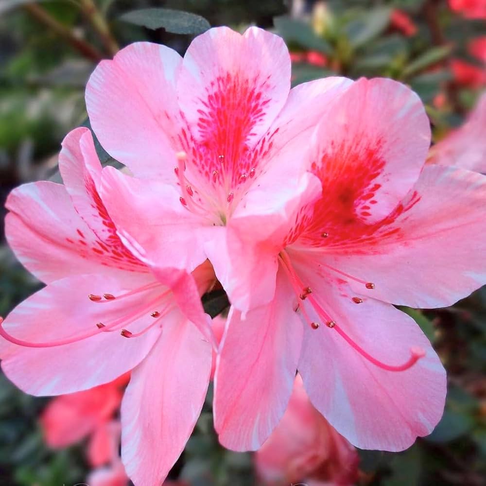 Pink Gumpo Azalea Shrub