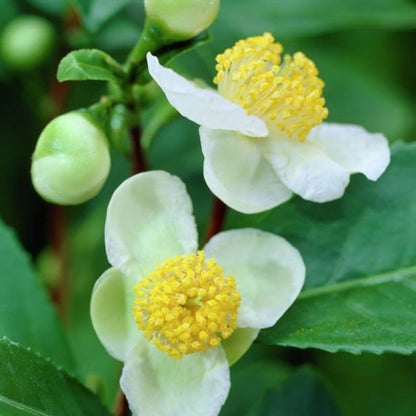 Camellia Sinensis Tea Breeze