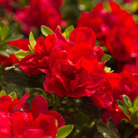 Bloom N Again Fireside Red Azalea