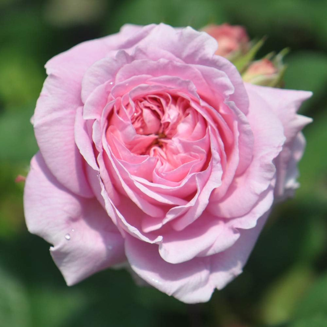 Summer Romance Rose