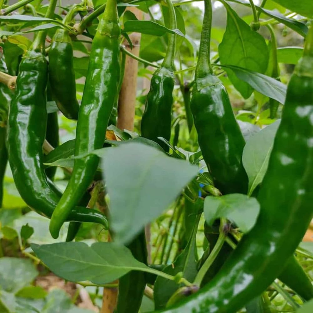 Guntur Chilli Plant