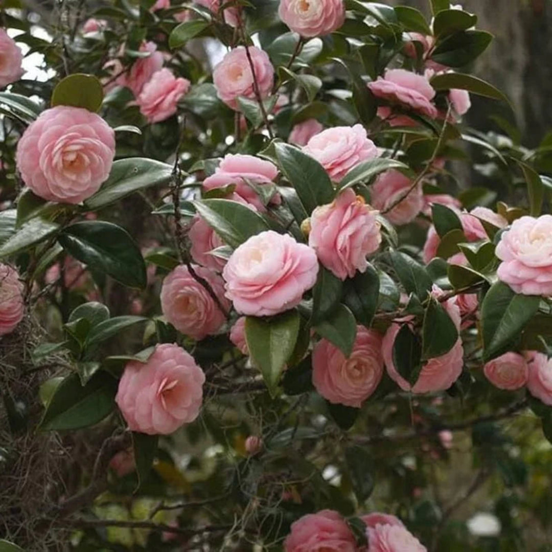 Camellia japonica Pink Perfection Shrub for deep pink flowers