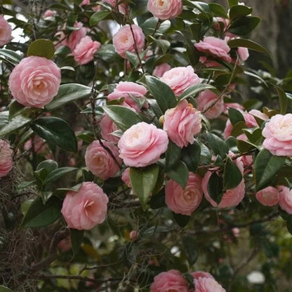 Camellia japonica Pink Perfection Shrub for deep pink flowers