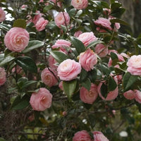 Camellia japonica Pink Perfection Shrub for deep pink flowers