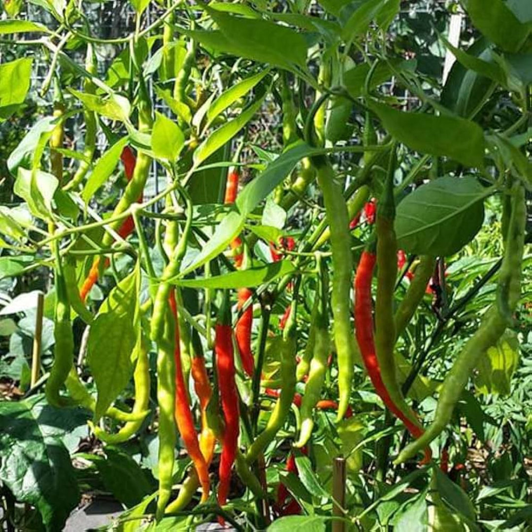Kashmir Chilli Plant