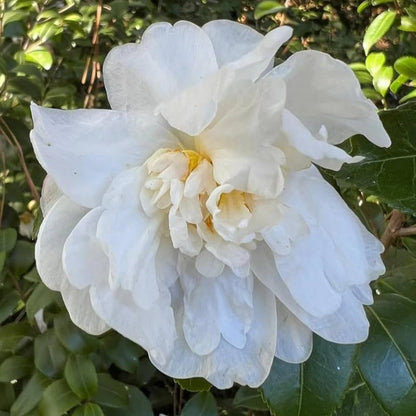 Camellia Autumn Rocket Plant-Stunning White Blooms