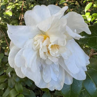 Camellia Autumn Rocket Plant – Stunning White Blooms