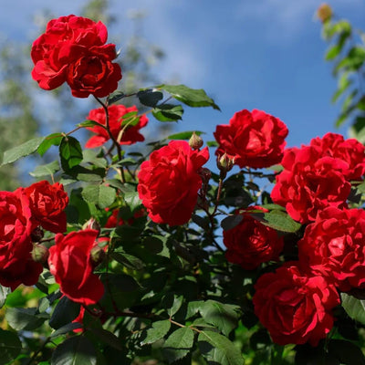 Rose Shrubs