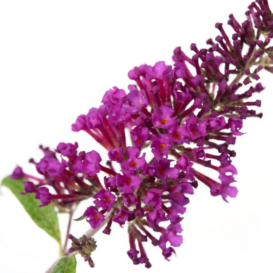 Butterfly Towers  Magenta Butterfly Bush