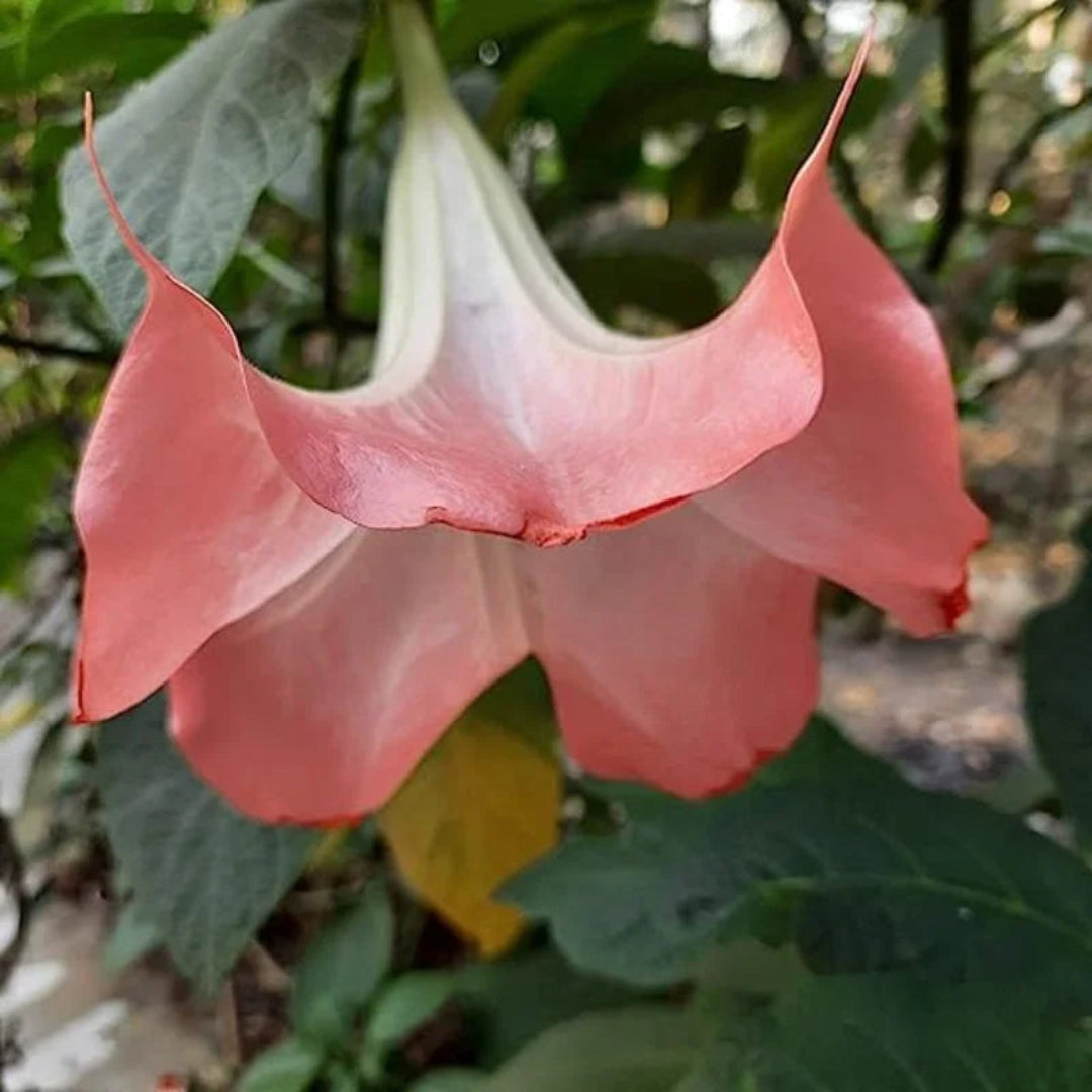 Pink Angel’s Trumpet potted plant display