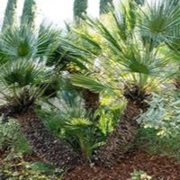 European Fan Palm