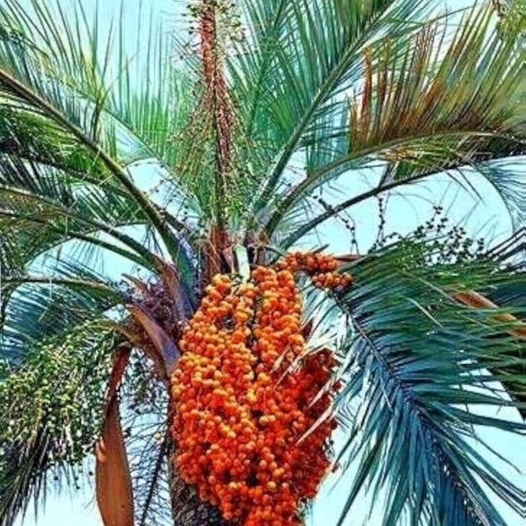Pindo Palm (Jelly Palm)