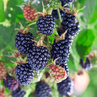 Apache Blackberry