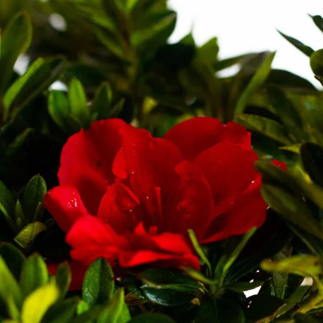 Close-up of vibrant red Encore Azalea flowers