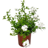 Miniature white azalea plant in full bloom with tidy, rounded growth habit