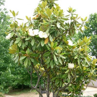 Southern Magnolia a.k.a. Magnolia Grandiflora
