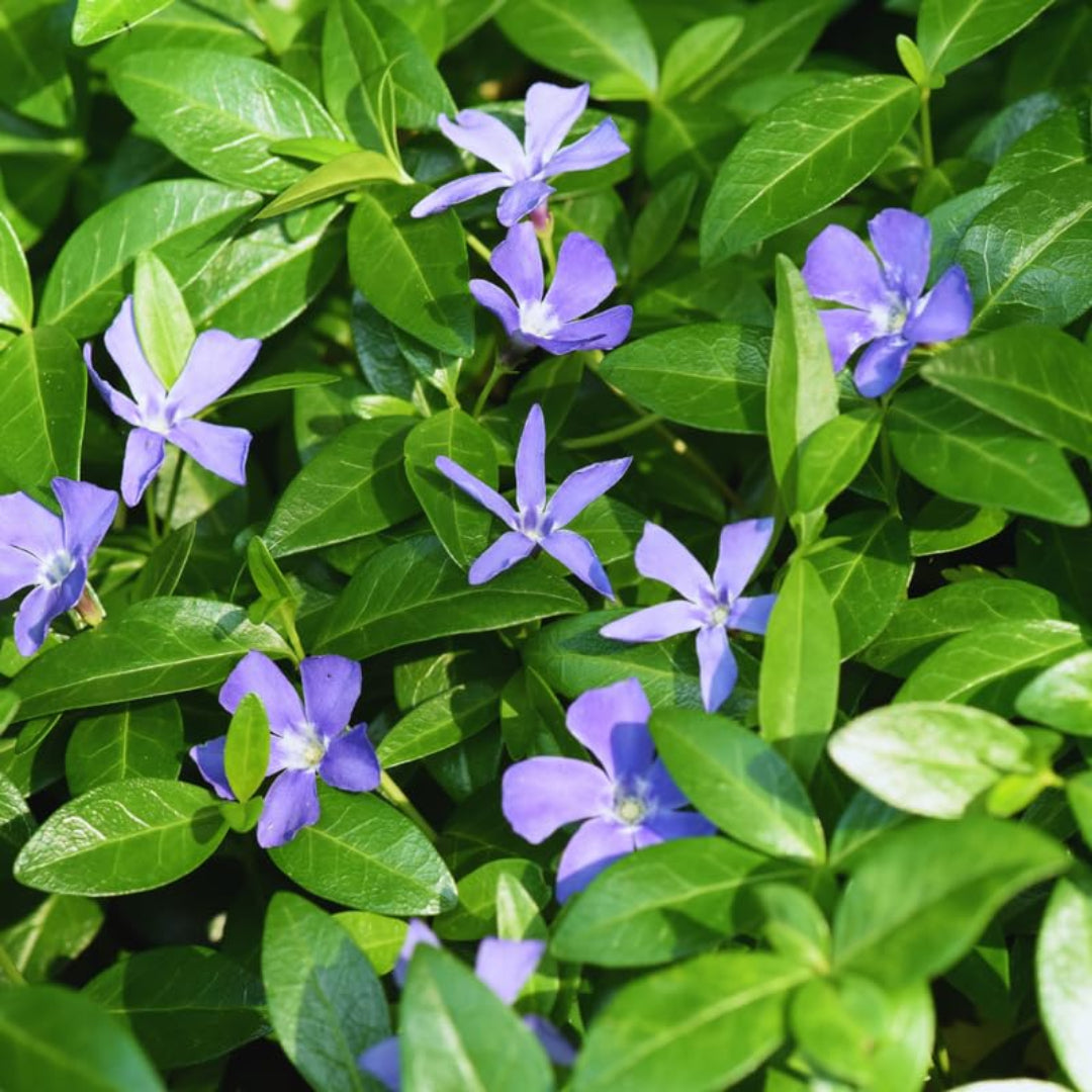 Vinca minor ‘Illumination’ (Lesser Periwinkle) (10)ct Flat  of 4" pot