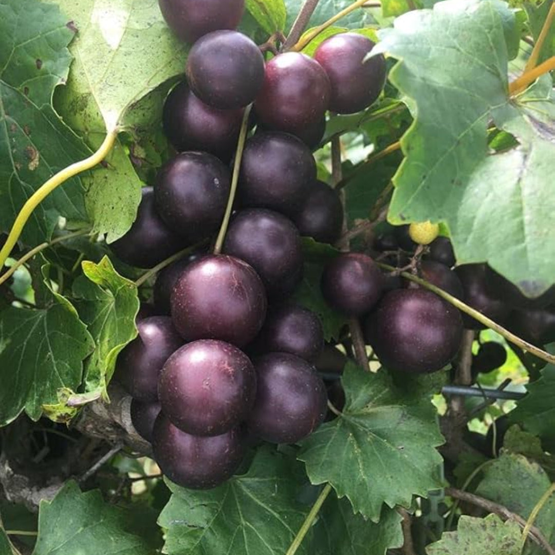 Healthy Black Fry Muscadine Grape fruit bunch
