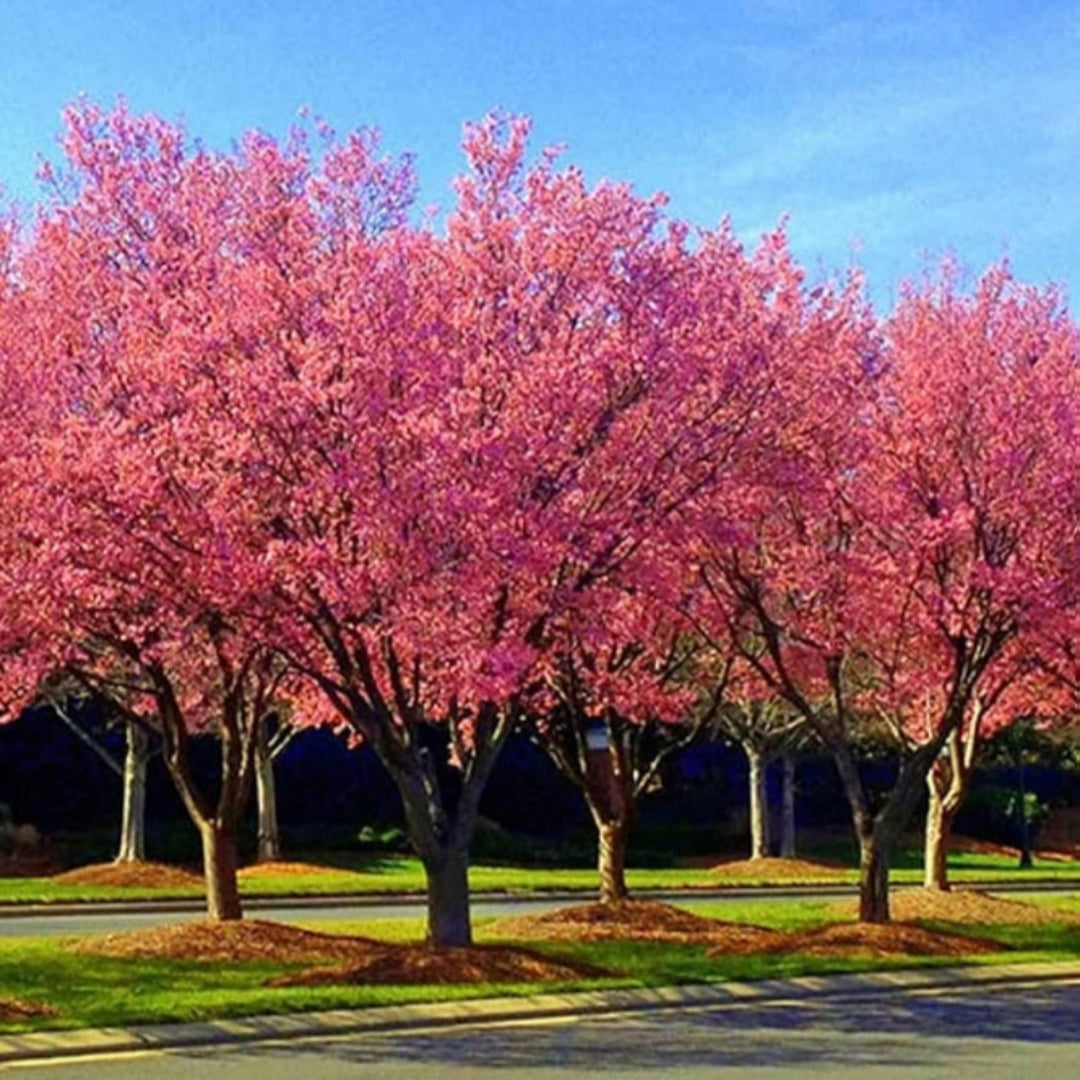 Okame Cherry Tree planted in a garden with vibrant pink blooms