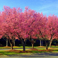 Okame Cherry Tree planted in a garden with vibrant pink blooms