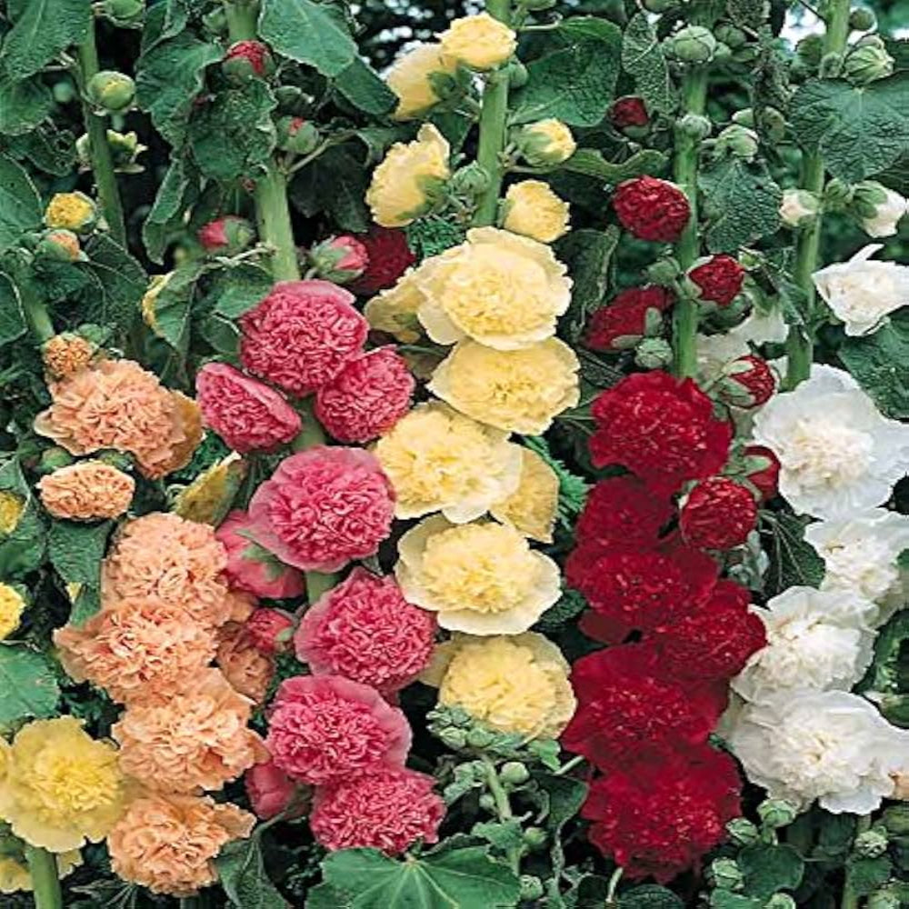 Alcea rosea ‘Chater&