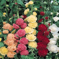 Alcea rosea ‘Chater's Double Mix’ (Double Hollyhock) - [EG]