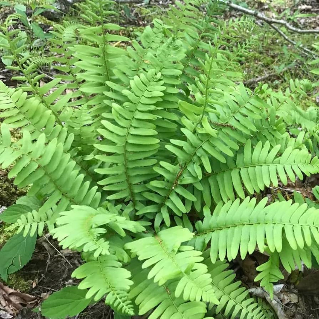Christmas Fern Multipack