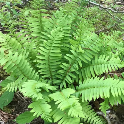 Christmas Fern Multipack