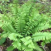 Christmas fern live plant natural woodland garden display