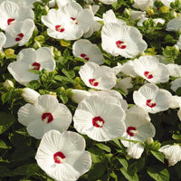 Hibiscus 'Luna White'