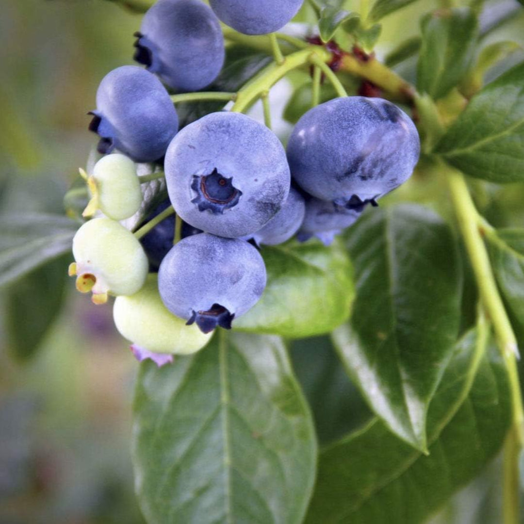Duke Blueberry Bush -An Antioxidant Superfood