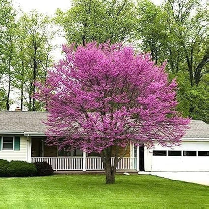 Redbud Tree