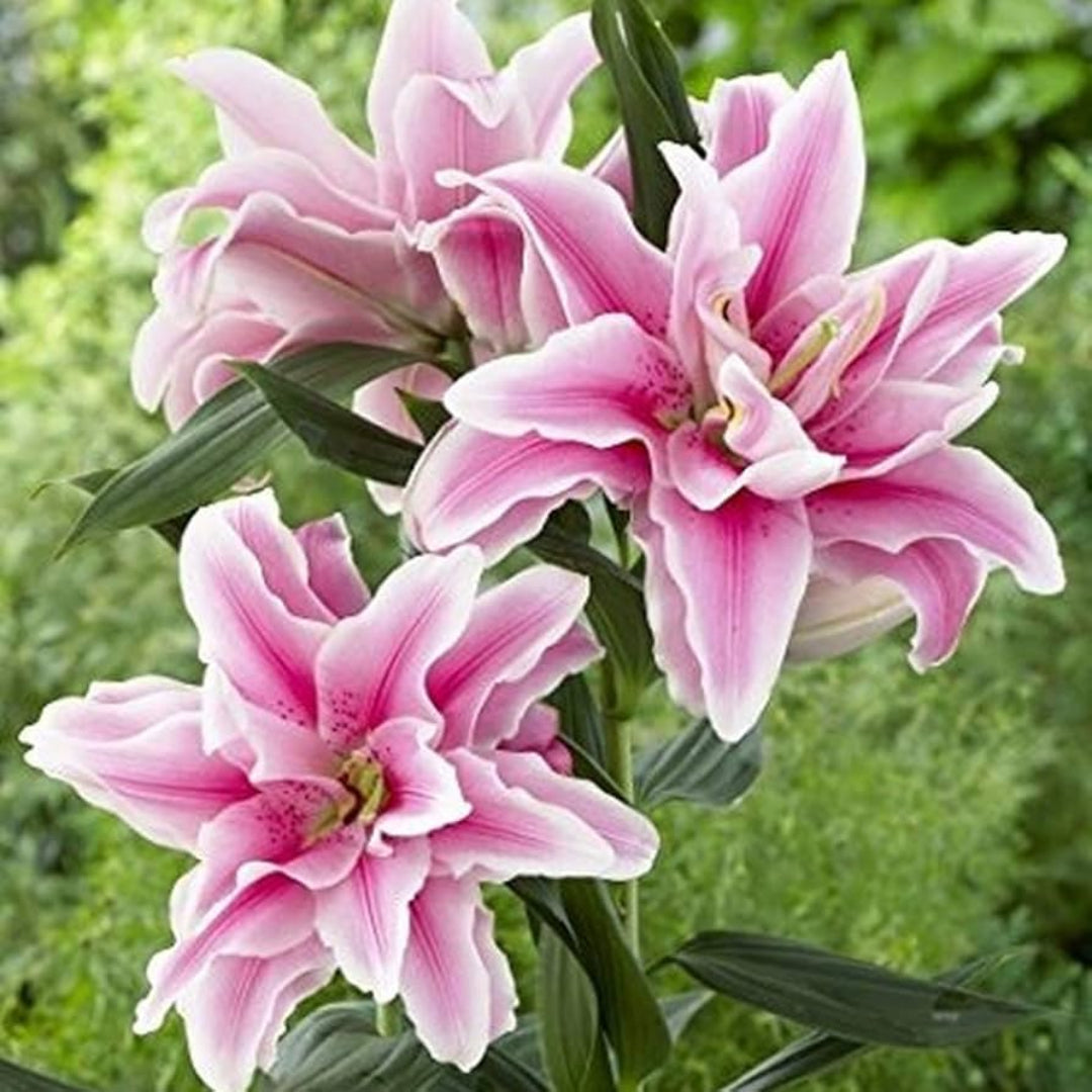 Rose lily Belonica- Colours Sugar Pink