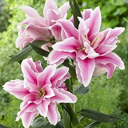Rose lily Belonica- Colours Sugar Pink