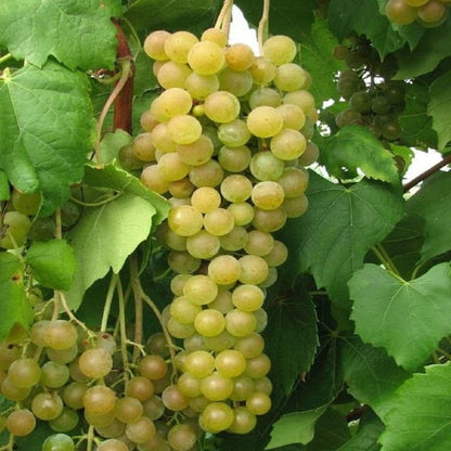 Marquis Seedless Grapes