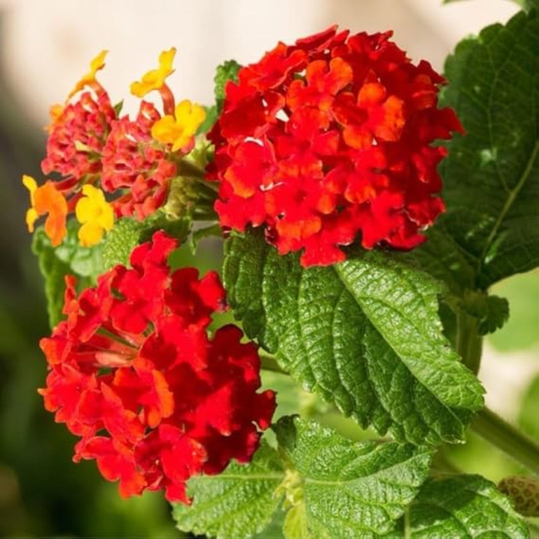 Brilliant Blooms of Fiery Red,