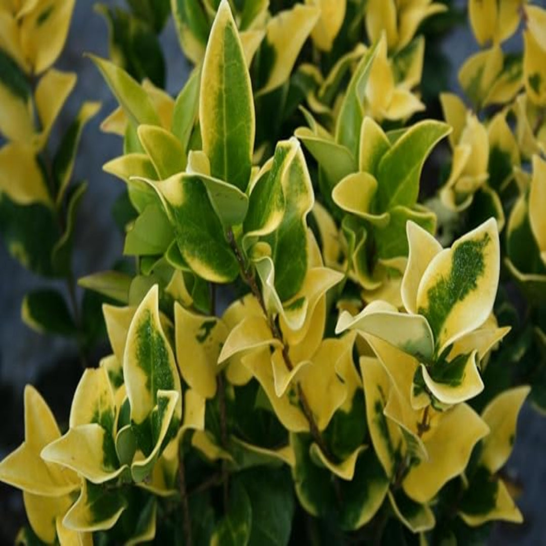 Ligustrum Howardi