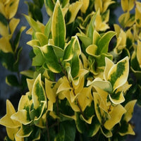 Ligustrum Howardi