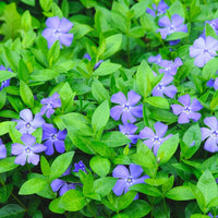 Vinca minor ‘Illumination’ (Lesser Periwinkle) (10)ct Flat  of 4" pot