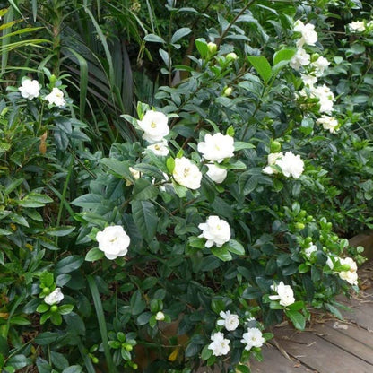 Low-growing Gardenia for borders and pots