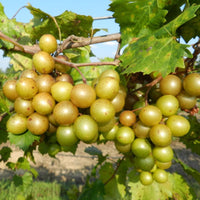 Fry Muscadine grapes close up