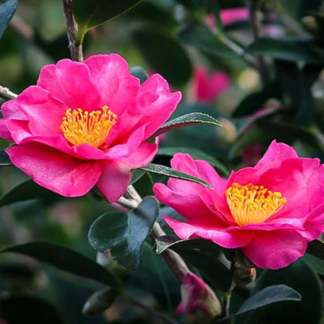 Autumn Sun Camellia Sasanqua