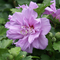 Mature Double Purple Althea Tree Form Rose of Sharon in Landscape