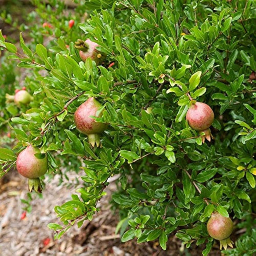 Dwarf Pomegranate