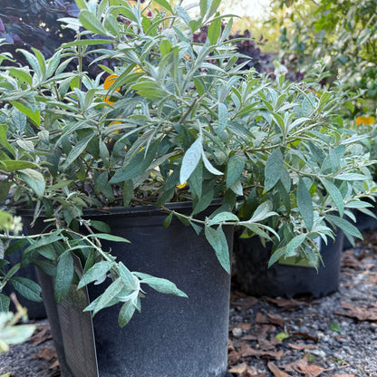 Dapper White Buddleia Butterfly Bush