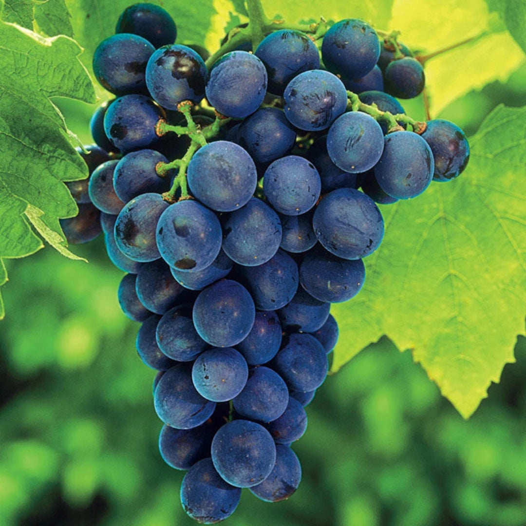 Young Concord Seedless Grape plant in pot ideal for growing fresh grapes at home