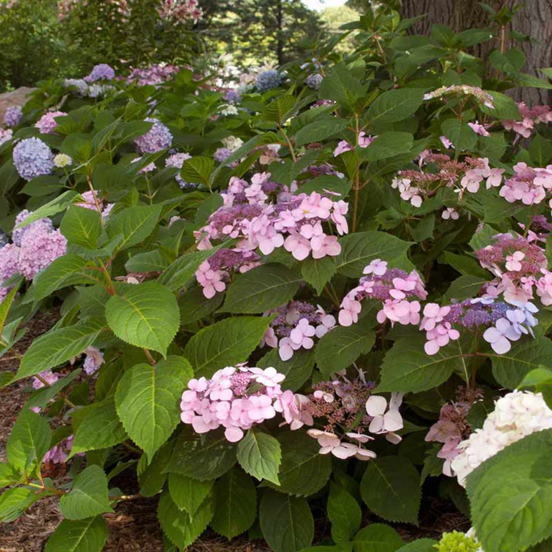 Twist-n-Shout Hydrangea