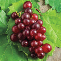 Razzmatazz Grape Vine