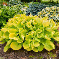 Hosta 'Maui Buttercups'