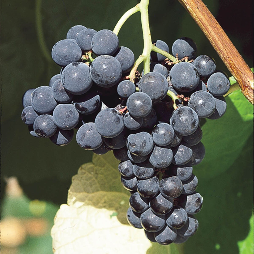 Fredonia Grape